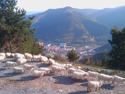 Sosolako ardiak jeitsi dira etxera