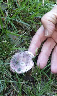 Artikutzako ur-satorrak datorren urtean elkartuko dira