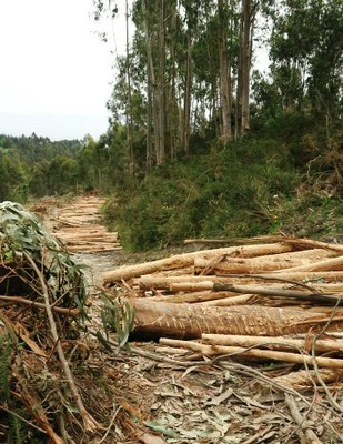 Bistarik onenak? Mendexako pilotalekuarenak