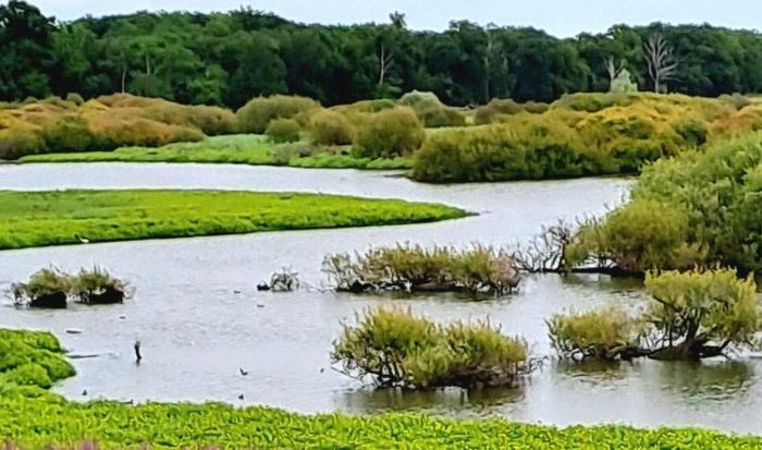Lac de Grand Lieu1