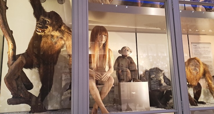 Natura Zientzien Museoa neskatoa