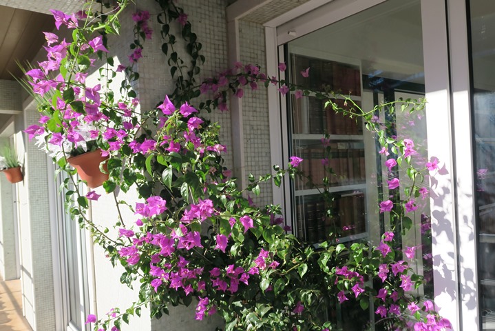 Buganvilla