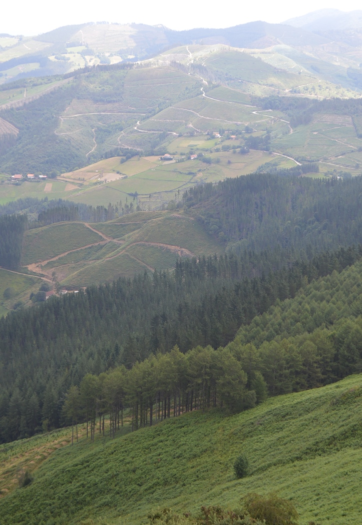 Kalamuatik maldan behera