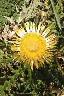 Izas haraneko ur-jauzi beltza