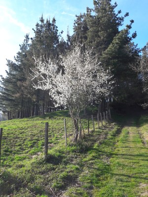 Udaberria iritsi da ala? Udaberria iritsi da ala?