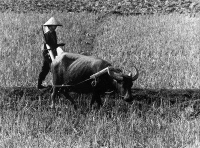 Vietnam Vietnam