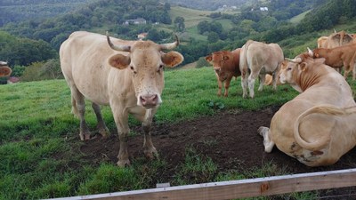 Lizardiren elefanteak