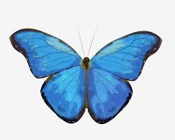 Suziri eta tximeleta txinatarrak