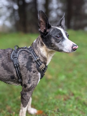 Printzesa bat gehiago etxean