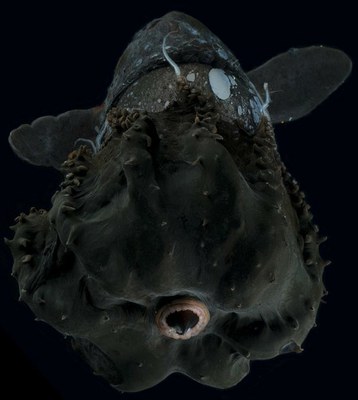 Infernuko txipiroi banpiroa