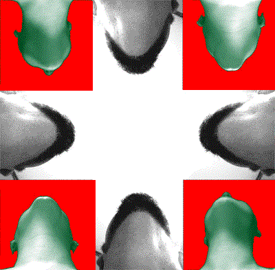 iku.gif iku.gif