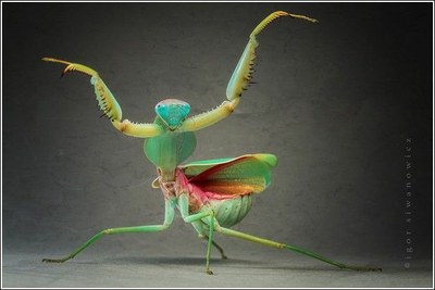 Dragoi bildurgarrixan mehatxua