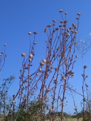 Euskal Herri legor eta horixa   