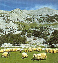 landarbaso.jpg landarbaso.jpg