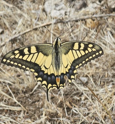 Makaon tximeleta (Papilio machaon): gure zelaietako harribitxi hegalaria 🦋 