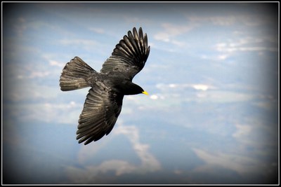 2014an zehar ikusitako hegaztien zerrenda #eBird