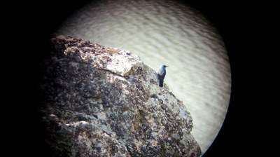 2017an behatutako hegaztien zerrenda #eBird