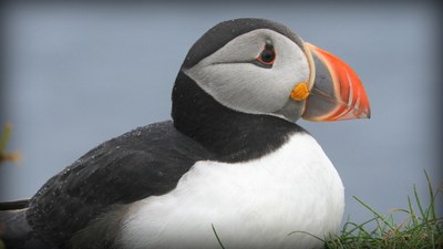 2019an behatutako hegaztien zerrenda #eBird