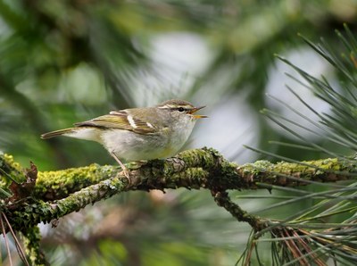 2024an behatutako hegaztien zerrenda 