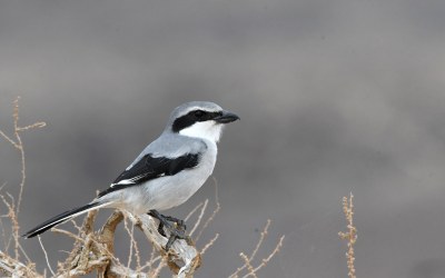 2025. urtean behatutako hegaztien zerrenda 