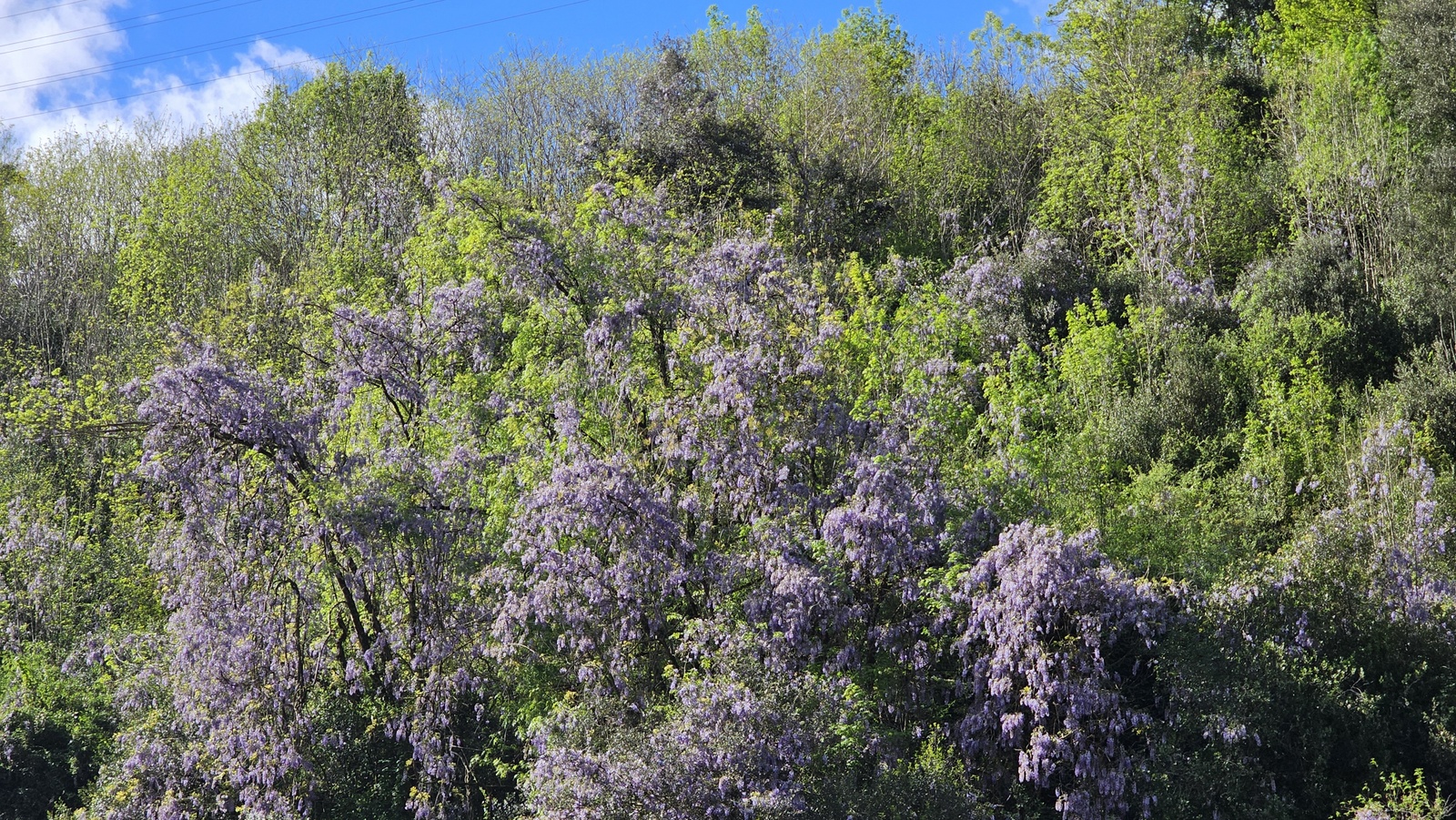 50 urteko glizinia Apalategi eta Maltzaga artean