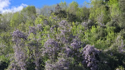 50 urteko glizinia Apalategi eta Maltzaga artean