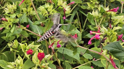 'Agrius convolvuli' ezkerte-esfingearen dantza koloretsua