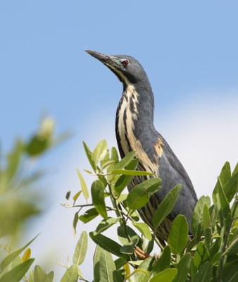 Euskal Herrian azkenaldian ikusi den hegaztirik arraro eta bereziena agertu da Lapurdin, 'Ixobrychus sturmii' amiltxori txiki afrikarra