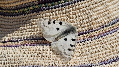 Apolo tximeleta (Parnassius apollo), mendi-larreetako mitxelekote ederra
