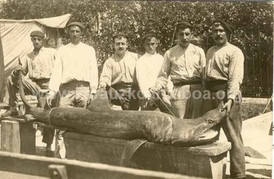 'Arrainbeltza' Getarian: Cetorhinus maximus (marrazo erraldoia, kolaioa edo arrainbeltza) gure kostaldeko arrainik handiena