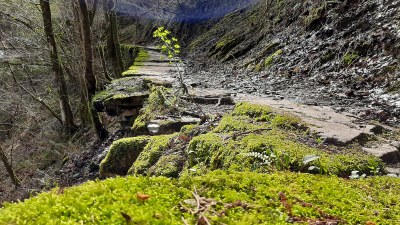 Arrajolatik Sosolarako harbidea (Mandiolaballe, Eibar); delicatessen bat