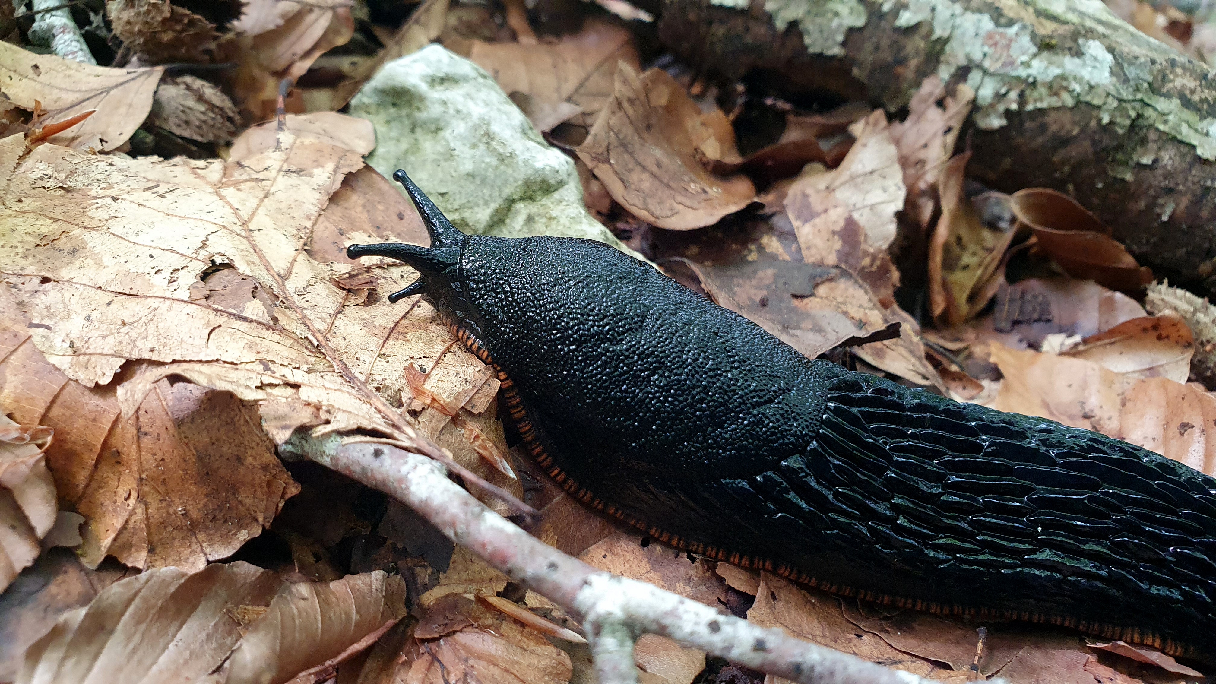 Baretzar beltza (Arion ater), Euskal Herriko bare arrunta, handia eta bel-beltz