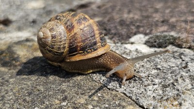 Barraskilo arrunta, 'Cornu aspersum' (sin. Helix aspersa)