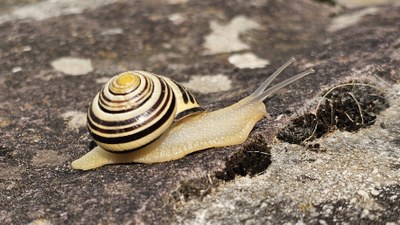 Baso-barraskiloa (Cepea nemoralis)