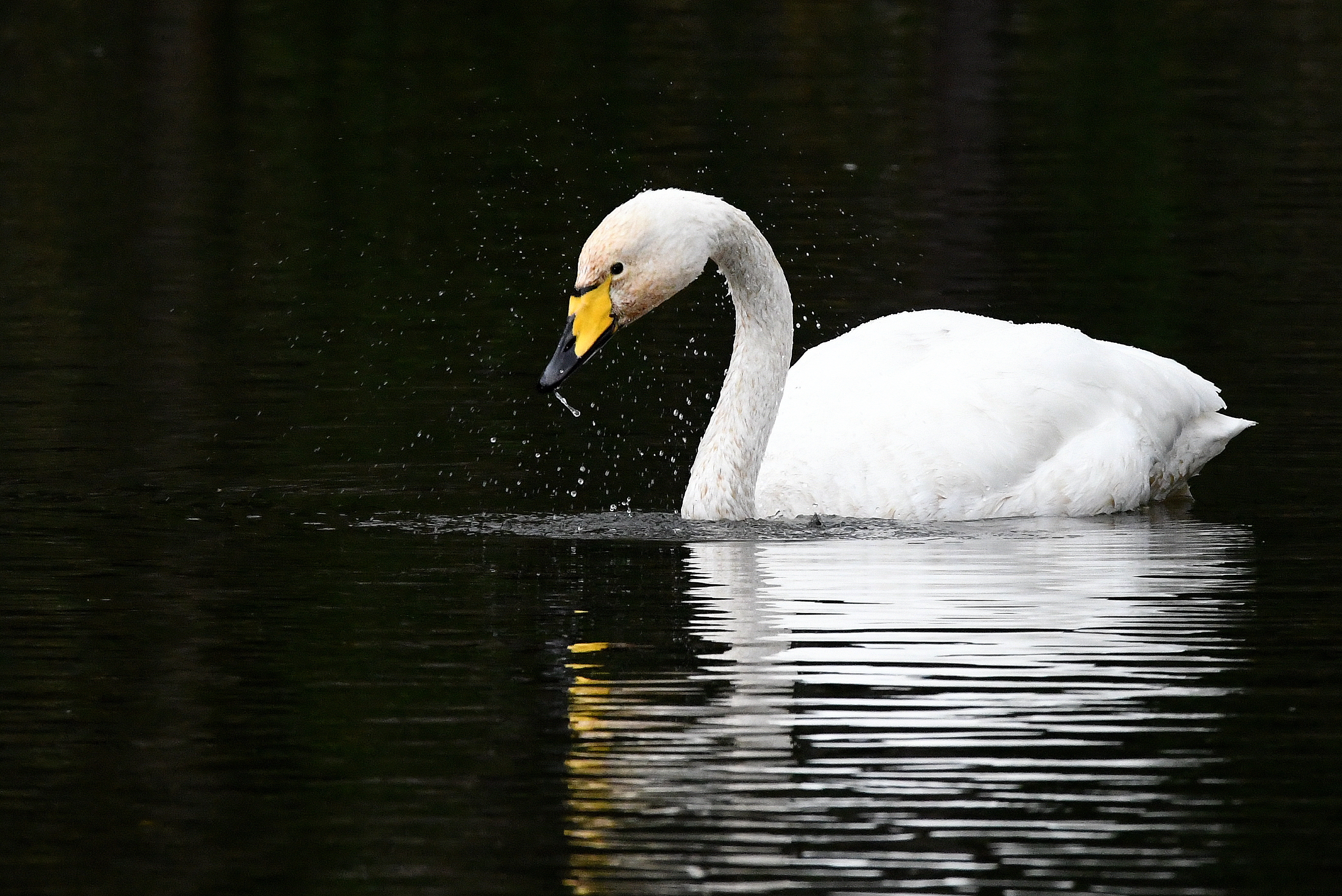 Ezohiko bisitaria izan dugu egunotan Txingudin, beltxarga oihulari bikotea etorri baita bisitan Europa iparraldetik. Euskal Herrian oso gutxitan ikusten den espeziea.