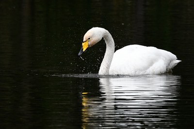 Beltxarga oihularia (C. cygnus), Artikoko ezohiko bisitaria Txingudin