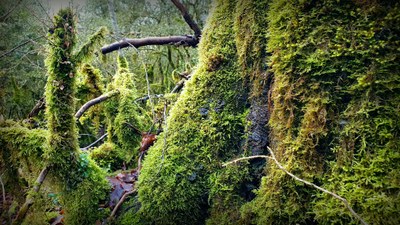 Bizkaiko odolkiak berdeak dira, eta iletsuak