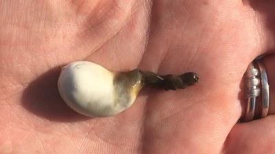 Buztangorri ilunaren habian bideoa: gurasoa txitoak elikatzen eta zirin-zakua batzen