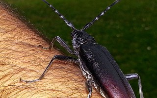 Cerambyx cerdo, Euskal Herriko kakalardorik ederrenetakoa