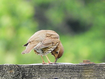 Eibar inguruko hegazti habiagileen urteroko jarraipena, SACRE 2015-2025