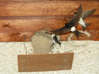 Ernara ipurzurixa (enara azpizuria, Delichon urbicum) Eibarren