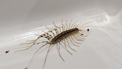 Etxe-ehunzangoa, 'Scutigera coleoptrata'