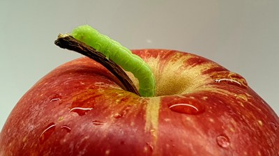 Harjo, harjua: harrak jandako fruta... eta fruta jaten duen harra