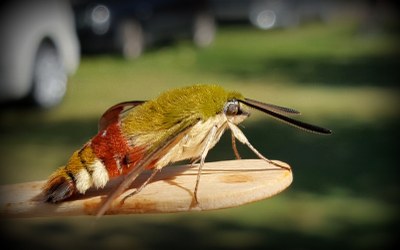 Hemaris generoko kolibri-sitsa