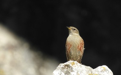 Hiru txori mendigoizale Urkiolako Parke Naturalean: elur-txonta, mendi-tuntuna eta harkaitz-txoria
