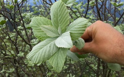 Hostazuria (Sorbus aria), zuri-zuri Urko magalean