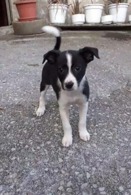 Isats txiki bat daukagu etxian