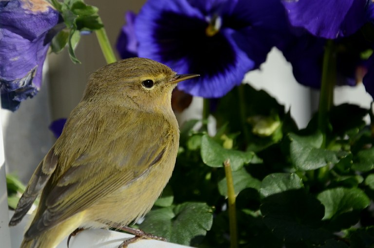 Txio arrunta, Phylloscopus collybita Txio arrunta, Phylloscopus collybita