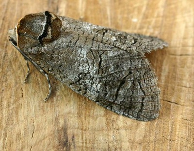 Cossus cossus sitsa Cossus cossus sitsa