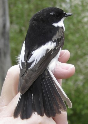Ficedula hypoleuca Ficedula hypoleuca